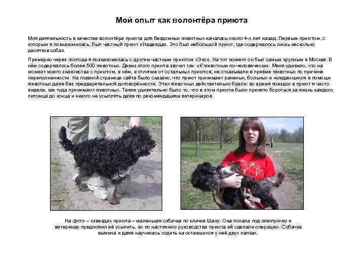 Мой опыт как волонтёра приюта Моя деятельность в качестве волонтёра приюта для бездомных животных