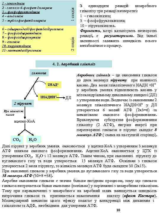 6 – гліцеральдегідфосфатдегідрогеназа 7 – фосфогліцераткіназа 8 – фосфогліцеромутаза 9 – енолаза 10 -