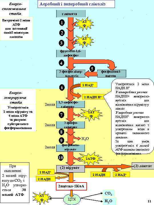 Енергоспоживальна стадія Аеробний і анаеробний гліколіз глюкоза Витрачено 2 моля АТФ для активації однієї
