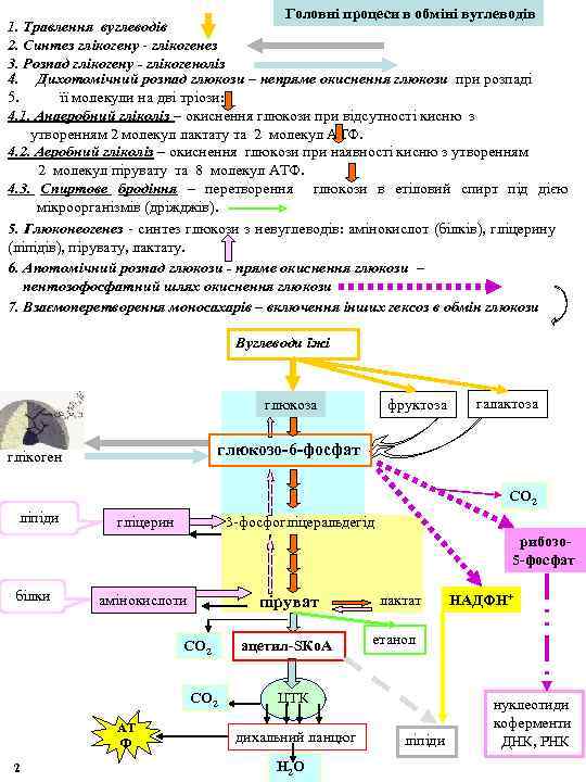 Головні процеси в обміні вуглеводів 1. Травлення вуглеводів 2. Синтез глікогену - глікогенез 3.