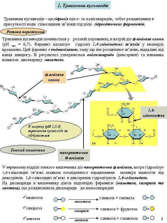 1. Травлення вуглеводів – це гідроліз оліго- та полісахаридів, тобто розщеплення в присутності води
