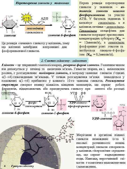 Перетворення глюкози у тканинах АТФ глюкоза АДФ гексокіназа глюкоза-6 -фосфат Ця реакція «зачиняє» глюкозу