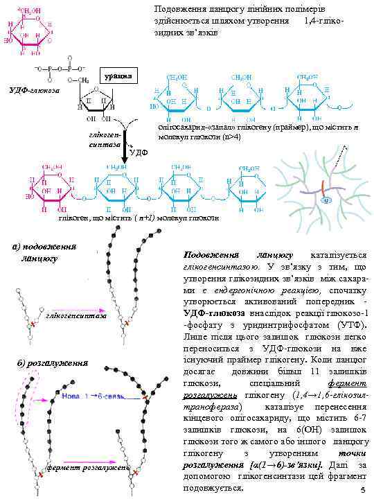 Подовження ланцюгу лінійних полімерів здійснюється шляхом утворення 1, 4 -глікозидних зв’язків урацил УДФ-глюкоза глікогенсинтаза