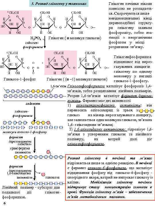 3. Розпад глікогену у тканинах Н 3 РО 4 Глікоген ( n молекул глюкози)