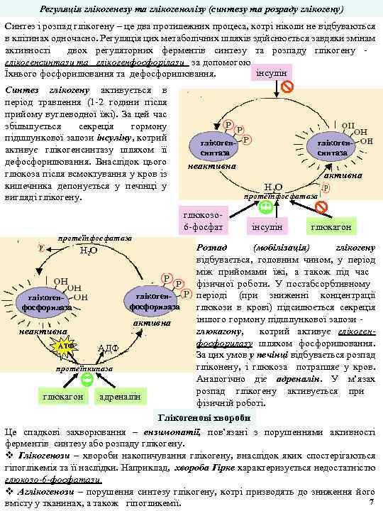 Регуляція глікогенезу та глікогенолізу (синтезу та розраду глікогену) Синтез і розпад глікогену – це