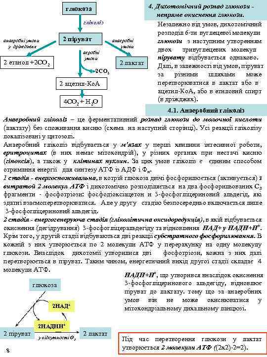 4. Дихотомічний розпад глюкози непряме окиснення глюкози. гліколіз Незалежно від умов, дихотомічний розподіл 6