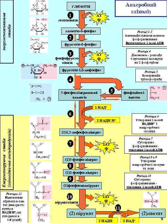 Анаеробний гліколіз энергоспоживальна стадія глюкоза 1 АТ Ф гексокіназа глюкозо-6 -фосфат Реакції 1 -3