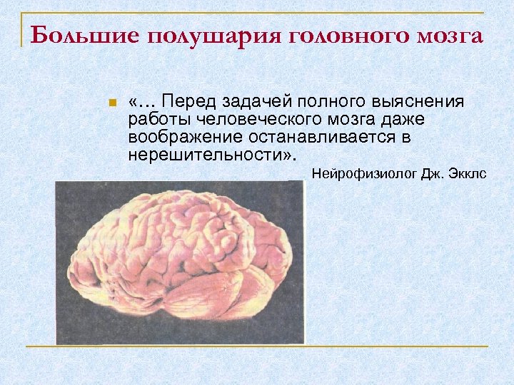 Большие полушария головного мозга n «… Перед задачей полного выяснения работы человеческого мозга даже