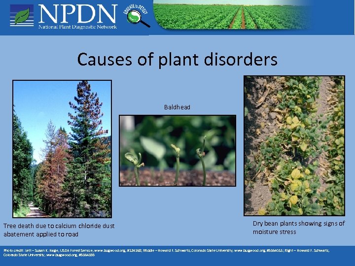Causes of plant disorders Baldhead Tree death due to calcium chloride dust abatement applied