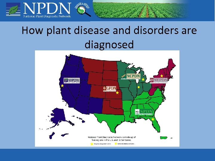 How plant disease and disorders are diagnosed 