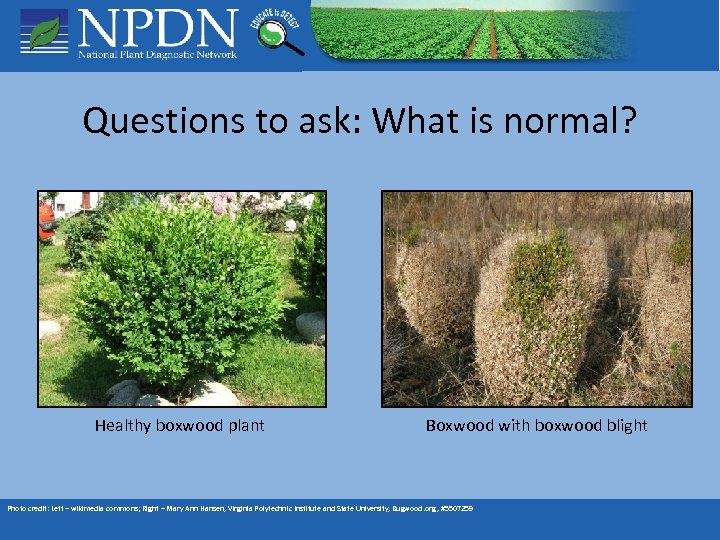 Questions to ask: What is normal? Healthy boxwood plant Boxwood with boxwood blight Photo
