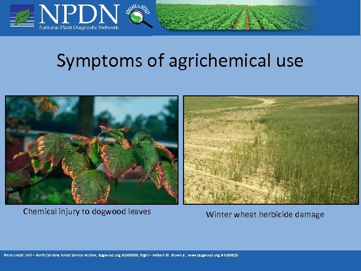 Symptoms of agrichemical use Chemical injury to dogwood leaves Winter wheat herbicide damage Photo