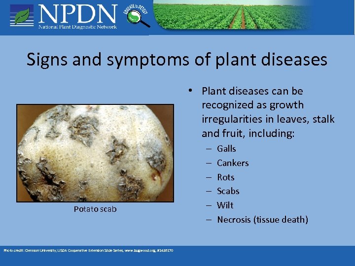 Signs and symptoms of plant diseases • Plant diseases can be recognized as growth
