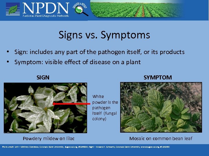Signs vs. Symptoms • Sign: includes any part of the pathogen itself, or its