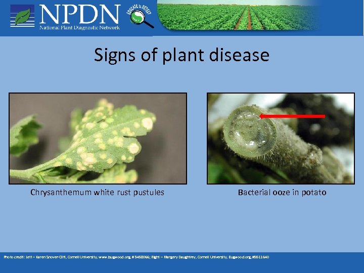 Signs of plant disease Chrysanthemum white rust pustules Bacterial ooze in potato Photo credit: