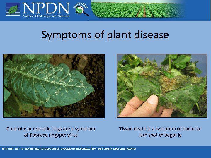 Symptoms of plant disease Chlorotic or necrotic rings are a symptom of Tobacco ringspot