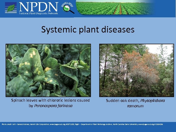Systemic plant diseases Spinach leaves with chlorotic lesions caused by Peronospora farinosa Sudden oak