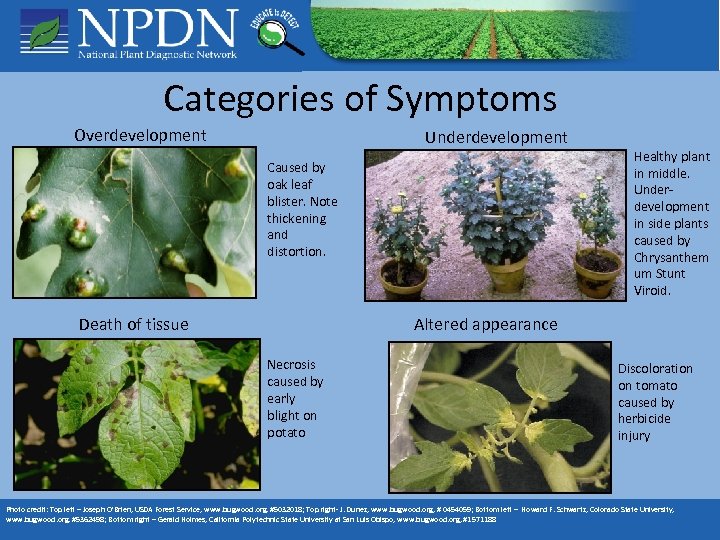 Categories of Symptoms Overdevelopment Underdevelopment Caused by oak leaf blister. Note thickening and distortion.