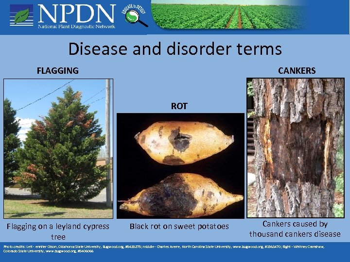 Disease and disorder terms FLAGGING CANKERS ROT Flagging on a leyland cypress tree Black