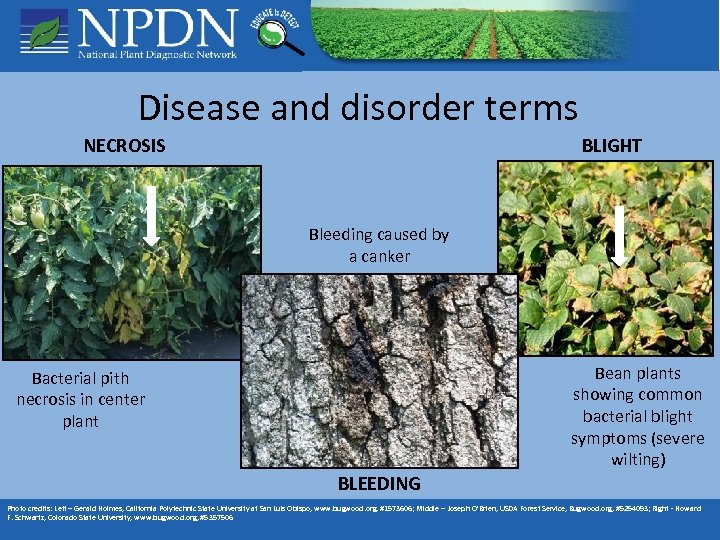 Disease and disorder terms NECROSIS BLIGHT Bleeding caused by a canker Bean plants showing