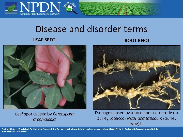 Disease and disorder terms LEAF SPOT ROOT KNOT Leaf spot caused by Cercospora arachidicola