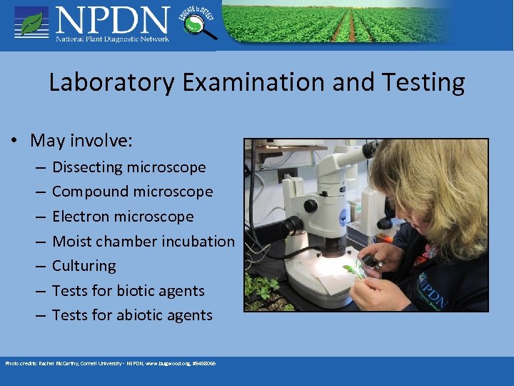 Laboratory Examination and Testing • May involve: – – – – Dissecting microscope Compound