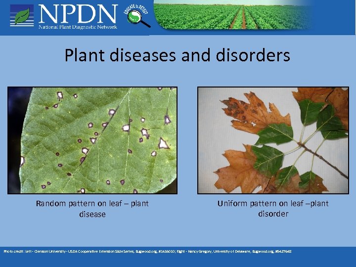Plant diseases and disorders Random pattern on leaf – plant disease Uniform pattern on
