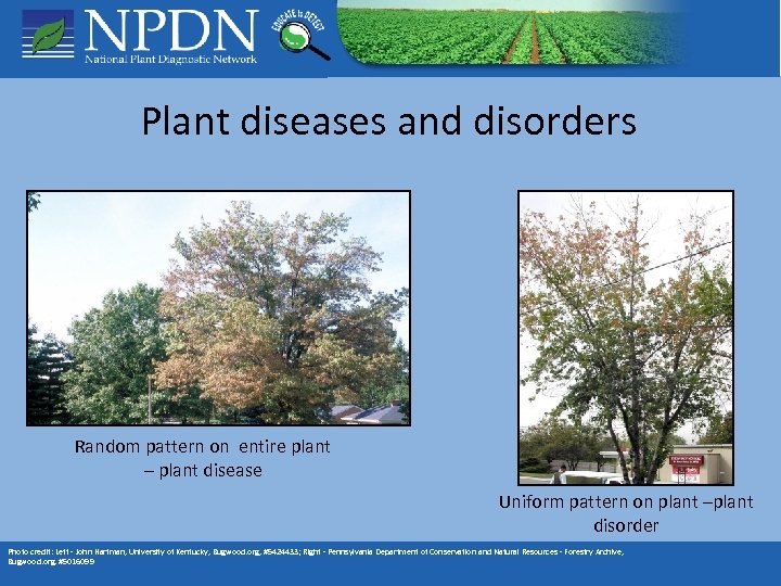 Plant diseases and disorders Random pattern on entire plant – plant disease Uniform pattern