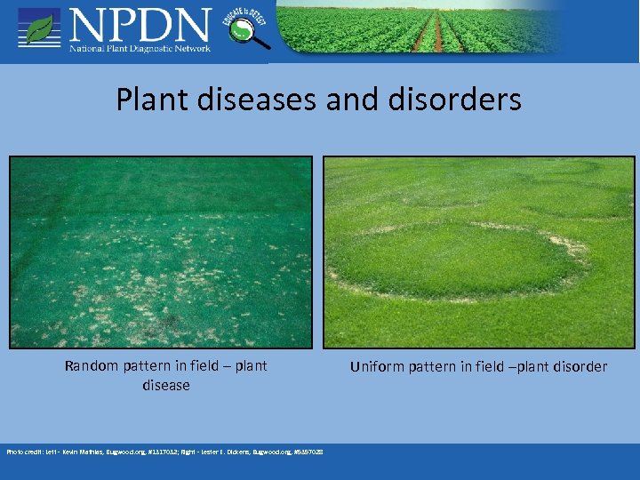 Plant diseases and disorders Random pattern in field – plant disease Photo credit: Left