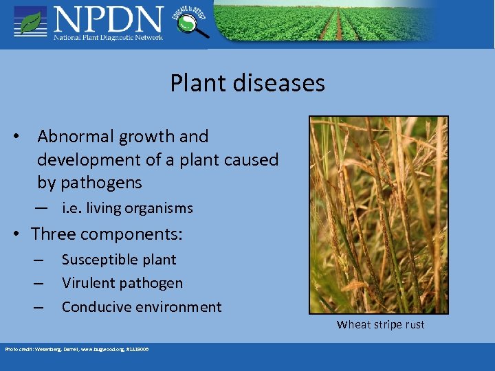 Plant diseases • Abnormal growth and development of a plant caused by pathogens —