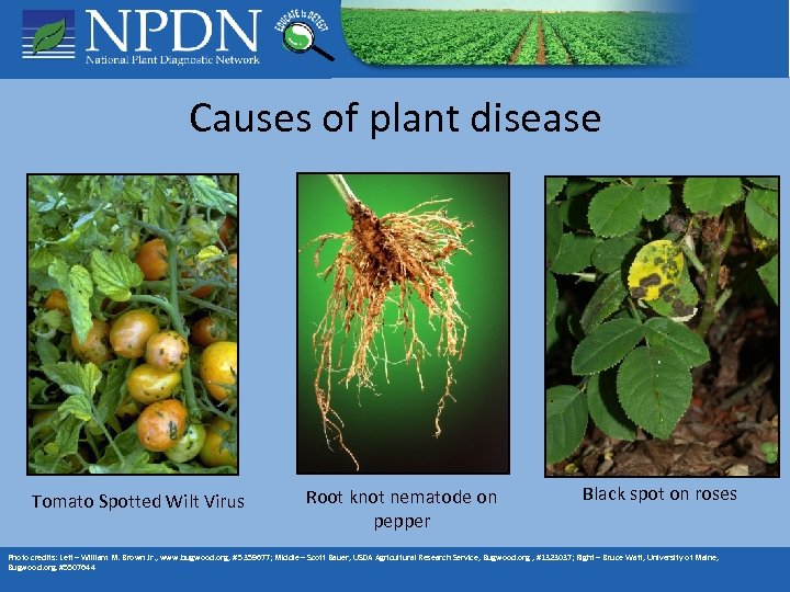 Causes of plant disease Tomato Spotted Wilt Virus Root knot nematode on pepper Black