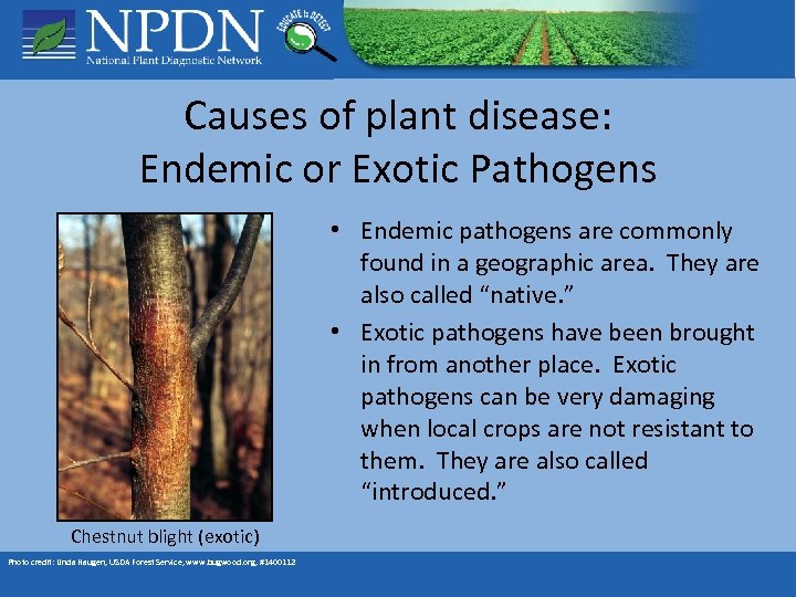 Causes of plant disease: Endemic or Exotic Pathogens • Endemic pathogens are commonly found
