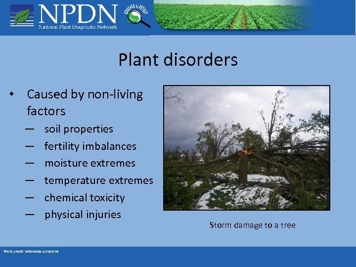 Plant disorders • Caused by non-living factors — — — soil properties fertility imbalances