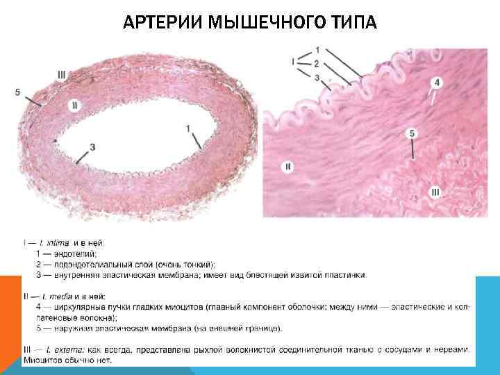 Артерия мышечного типа гистология рисунок с подписями