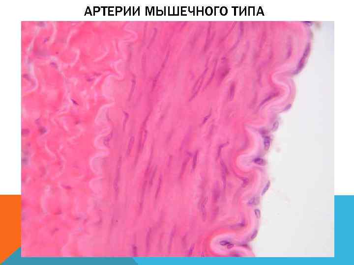АРТЕРИИ МЫШЕЧНОГО ТИПА 