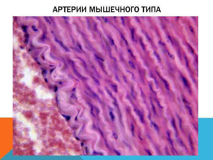 АРТЕРИИ МЫШЕЧНОГО ТИПА 