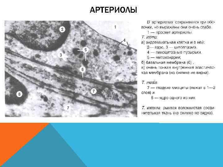 Особенности строения стенки артериолы