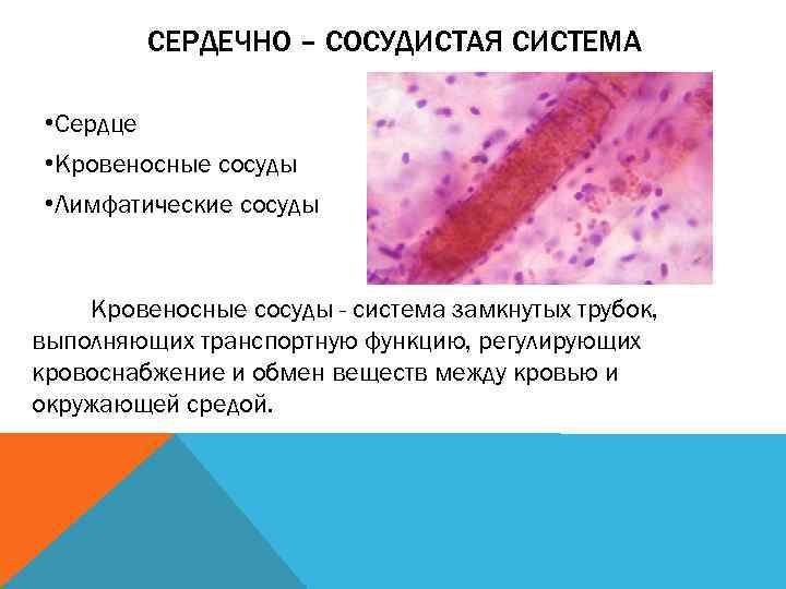 СЕРДЕЧНО – СОСУДИСТАЯ СИСТЕМА • Сердце • Кровеносные сосуды • Лимфатические сосуды Кровеносные сосуды