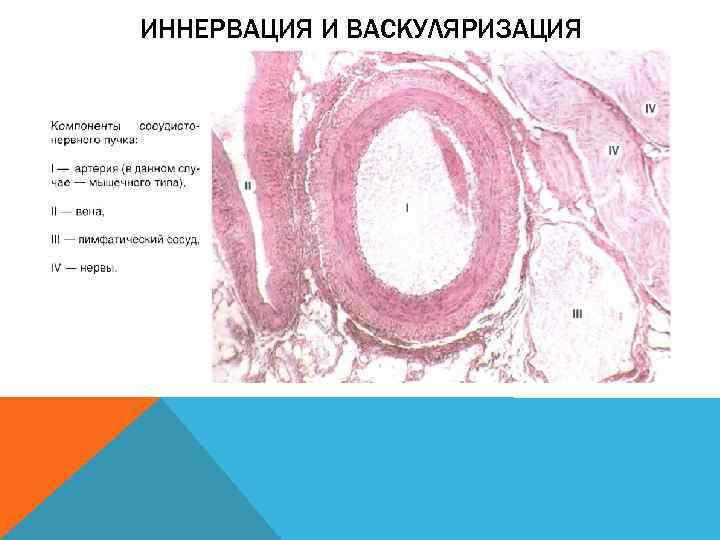 Васкуляризация это. Васкуляризация слизистой оболочки это. Васкуляризация это в гистологии. Васкуляризация органов это. Васкуляризация сосудов гистология.