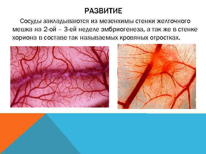 РАЗВИТИЕ Сосуды закладываются из мезенхимы стенки желточного мешка на 2 -ой – 3 -ей