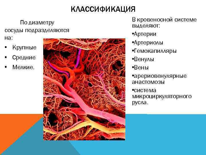 Малейшие кровеносные сосуды. Классификация кровеносных сосудов анатомия. Строение сосудов кровеносной системы. Строение сосудов кровеносной системы таблица. Сосуды кровеносной системы диаметр.