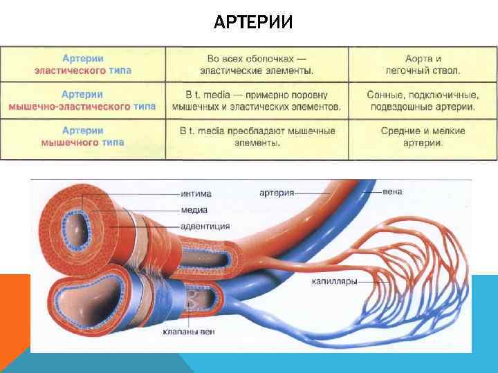 Строение кровеносных сосудов человека таблица. Строение кровеносных сосудов артерии вены. Строение стенки кровеносных сосудов. Кровеносная система сердце вены артерии капилляры