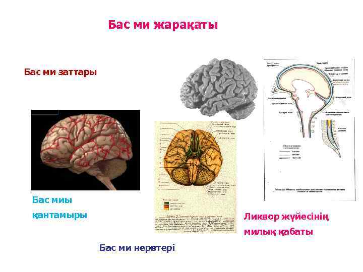 Бас ми жарақаты Бас ми заттары Бас миы қантамыры Ликвор жүйесінің милық қабаты Бас