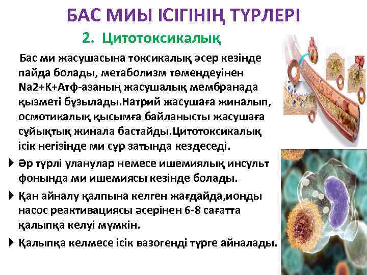 БАС МИЫ ІСІГІНІҢ ТҮРЛЕРІ 2. Цитотоксикалық Бас ми жасушасына токсикалық әсер кезінде пайда болады,