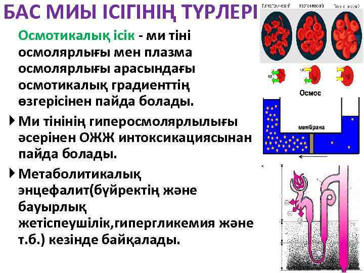 БАС МИЫ ІСІГІНІҢ ТҮРЛЕРІ Осмотикалық ісік - ми тіні осмолярлығы мен плазма осмолярлығы арасындағы