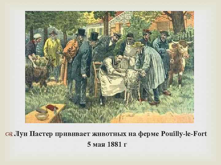  Луи Пастер прививает животных на ферме Pouilly-le-Fort 5 мая 1881 г 