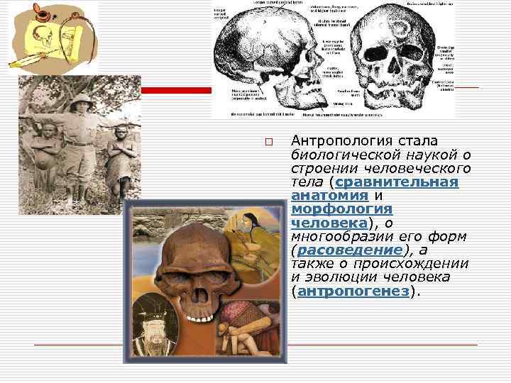  o o Антропология стала биологической наукой о строении человеческого тела (сравнительная анатомия и
