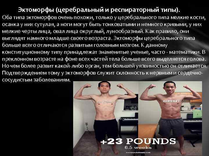  Эктоморфы (церебральный и респираторный типы). Оба типа эктоморфов очень похожи, только у церебрального