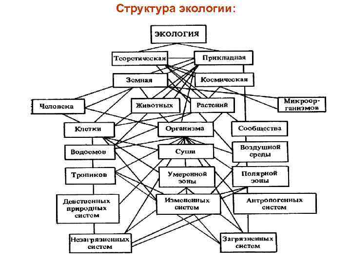 Структура экологии: 