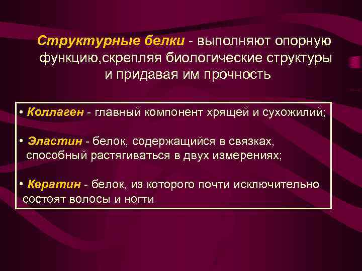 Структурные белки - выполняют опорную функцию, скрепляя биологические структуры и придавая им прочность •